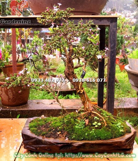 Cây hồng loan mai bonsai cao 30cm – dáng bonsai mini, hoa đổi màu tím hồng trắng