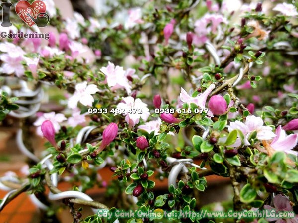 Cây Hồng Loan Mai bonsai cao 70cm – dáng cổ thụ, thân xù xì nghệ thuật