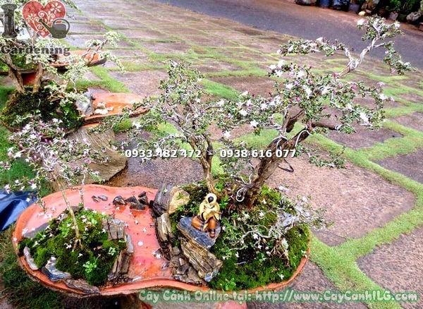 hồng loan mai bonsai tiểu cảnh ứng dụng cảnh quan