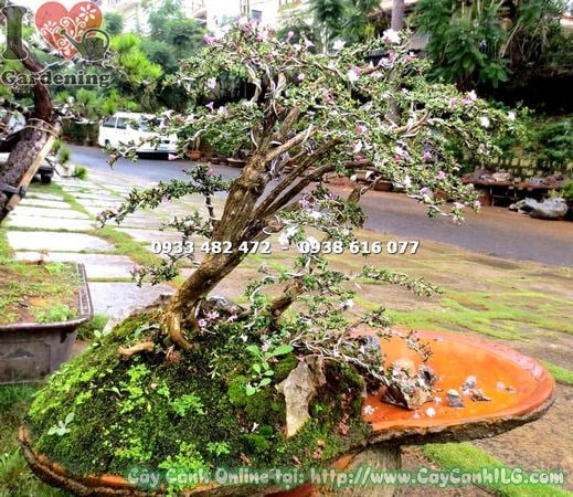 Cây hồng loan mai bonsai tiểu cảnh cao 60cm – tác phẩm nghệ thuật sống