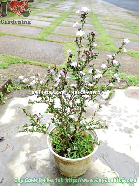 Cắt tỉa tạo dáng bonsai cây hồng loan mai cao 25cm