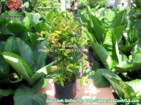 Cây hồng lộc cao 40cm Ms 01860 – cây giống chất lượng tại ILG