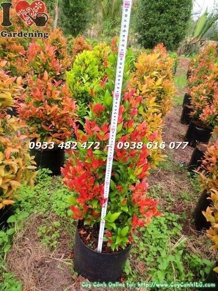 Cây hồng lộc đỏ cao 70cm lá đỏ rực rỡ