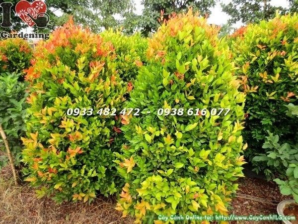 Cây hồng lộc cắt tròn đẹp cao 50cm tại vườn ILG