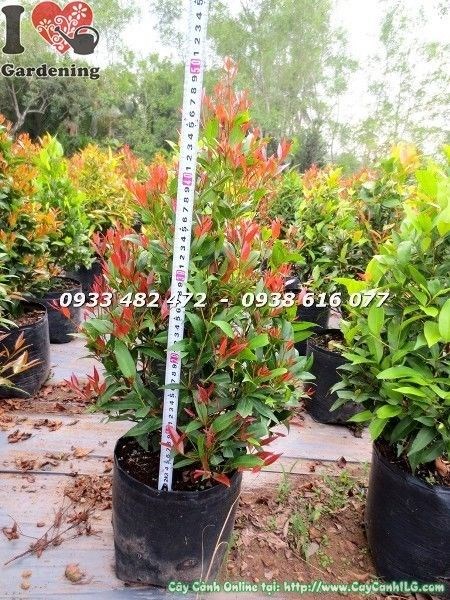 cây hồng lộc đỏ cao 50cm ms 22781 tại vườn ILG