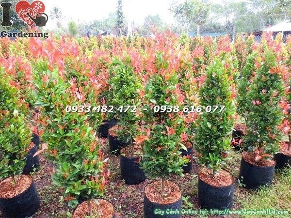 cây hồng lộc đỏ 90cm ms 22793 tán lá đẹp