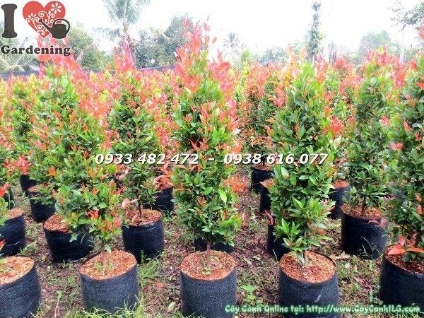 cây hồng lộc đỏ 90cm sau cắt tỉa ra lộc đỏ đồng đều