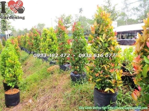 Cây Hồng Lộc Đỏ nhỏ – cây giống nhân giống từ giâm cành