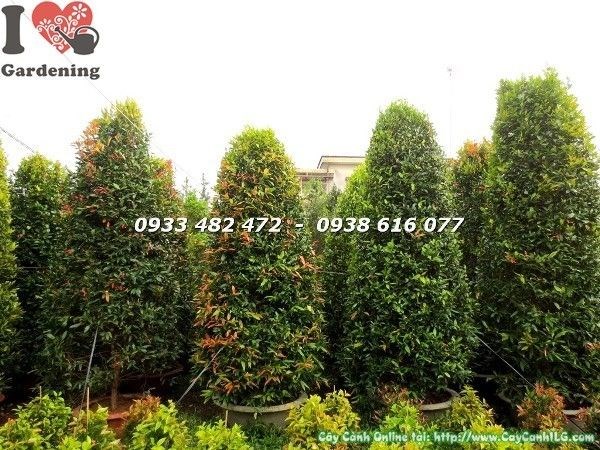 Cây hồng lộc tán tròn cao 3m – hướng dẫn chăm sóc