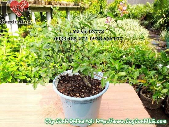Cây hồng ngọc mai cao 30cm – bonsai mini hoa đỏ đẹp
