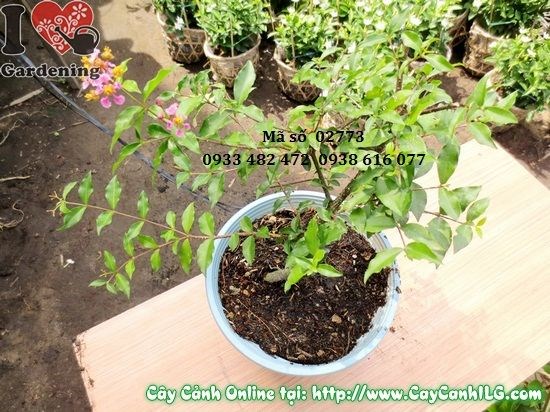 Chăm sóc và tạo dáng cây hồng ngọc mai bonsai