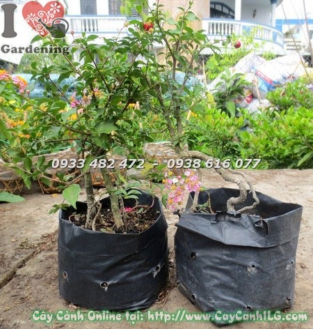 hoa hồng và trái đỏ của cây hồng ngọc mai sơ ri kiểng
