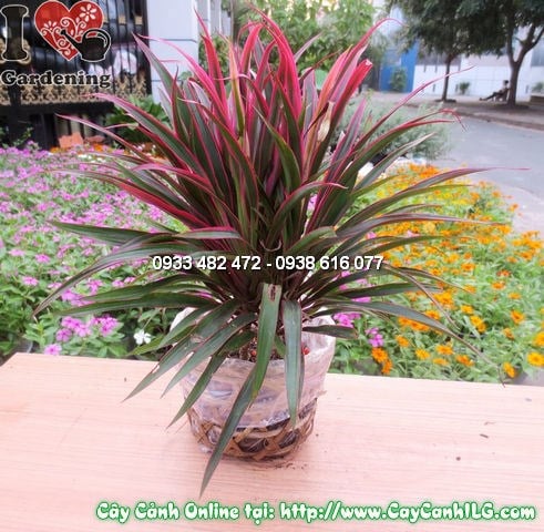 cây hồng phát tài lá đỏ tía đẹp