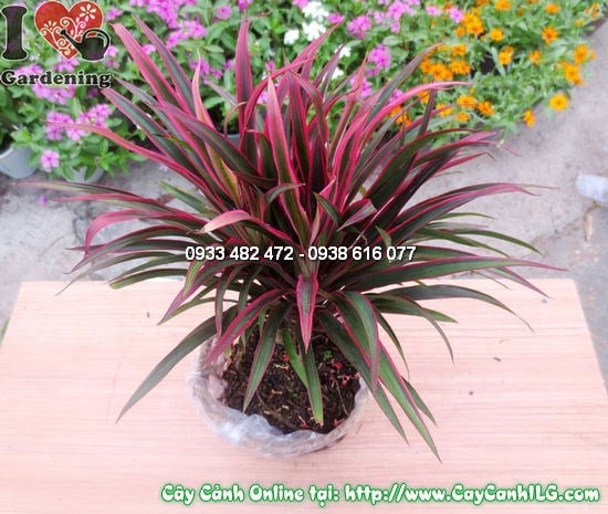 đặc điểm lá cây hồng phát tài