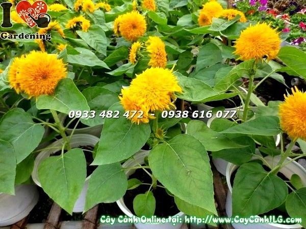Cây hướng dương giống mới nhiều hoa, dáng đẹp