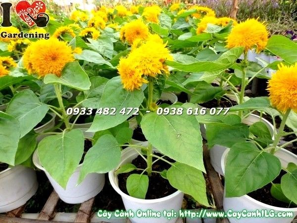 Cây hướng dương giống mới tại vườn cây ILG