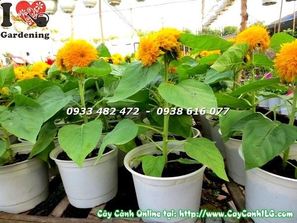 Hoa hướng dương vàng rực, ra hoa nhiều đợt
