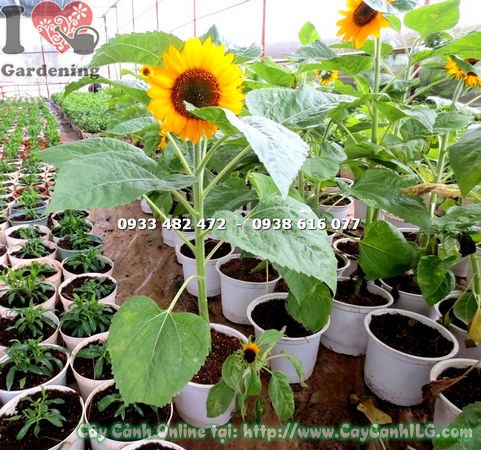 Hoa hướng dương loại nhỏ cao 60cm – màu vàng tươi sáng