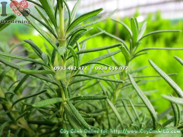 Lá và thân cây hương thảo xanh mướt