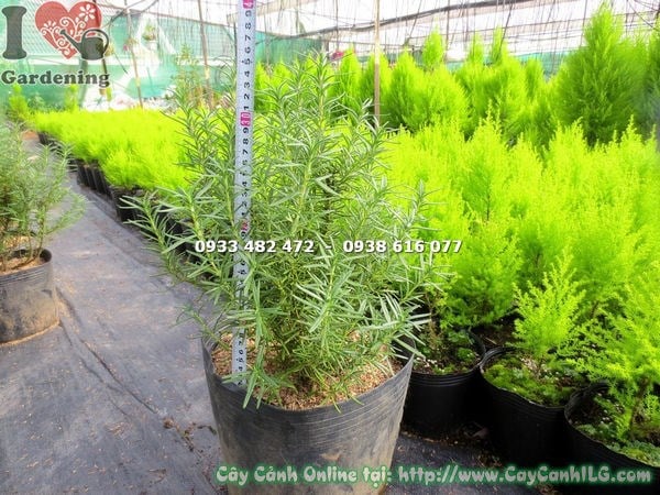 Chăm sóc và tưới nước cây hương thảo đúng cách