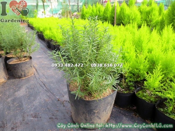 Nhân giống cây hương thảo bằng giâm cành