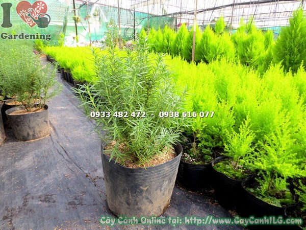 Cây hương thảo khỏe mạnh không sâu bệnh