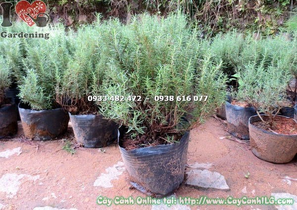 Cây hương thảo bụi lớn cao 40cm – lý do chọn mua