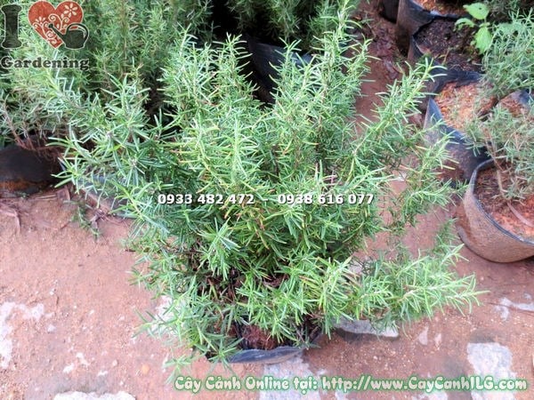 Cây hương thảo bụi lớn cao 40cm – ưa ánh sáng, trồng nơi nhiều nắng