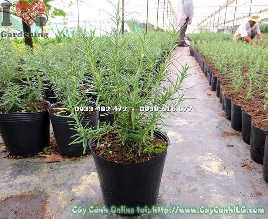 Cây hương thảo cao 20cm lá xanh đẹp, hương thơm đặc trưng