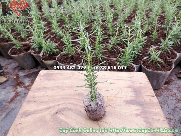 Cây hương thảo giống 10cm dễ trồng số lượng lớn