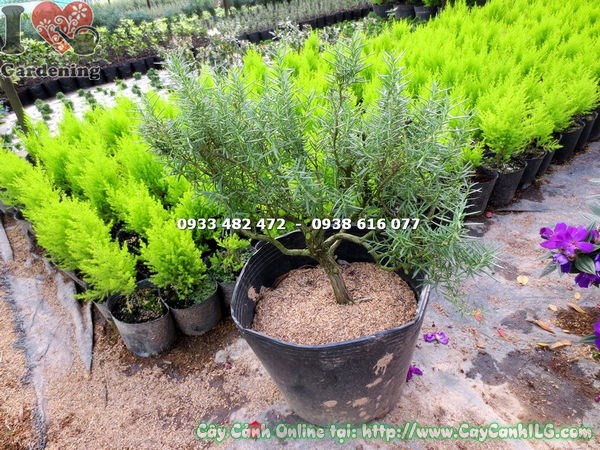 Lộ trình phát triển hương thảo bonsai 45cm tại ILG