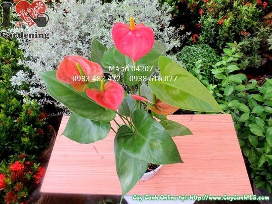 Bộ lá đỏ rực rỡ của cây huyết môn cao 30cm