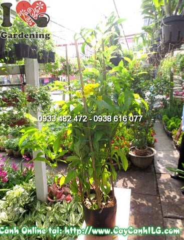 Cây huỳnh liên 60cm hoa vàng rực rỡ trang trí sân vườn