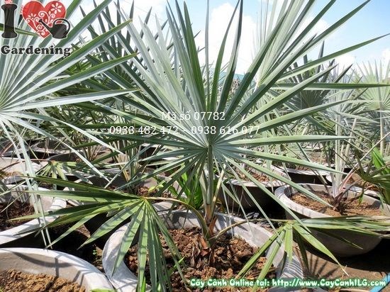 Kè bạc cây trung cao 1,3m thích hợp trồng cảnh quan