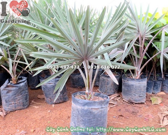 Cây kè bạc giống cao 50cm tại vườn ươm ILG