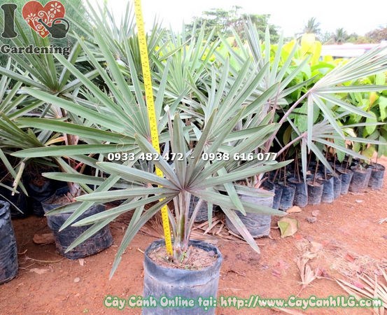 Cây kè bạc giống trẻ, bộ lá xanh bạc đặc trưng