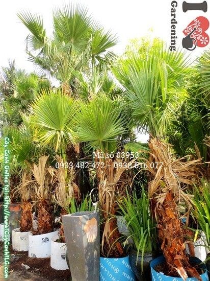 Bẹ lá đỏ rực của Kè Đỏ – điểm nổi bật tạo màu sắc cảnh quan
