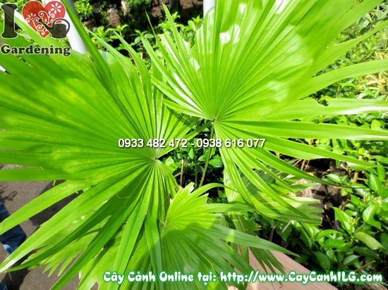 Vườn ươm Kè Đỏ tại ILG – cung cấp sỉ lẻ chất lượng cao