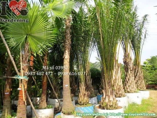 Cây kè lá xanh cao 4m – Ms 03957 tại ILG