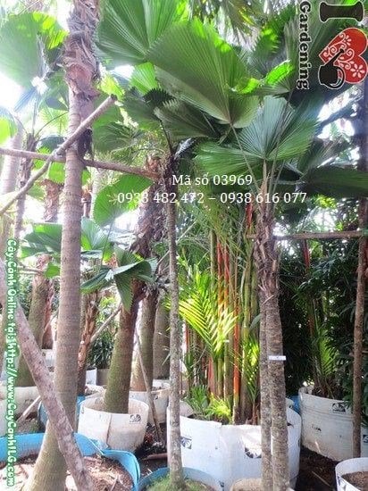 Cây Kè Nhật cao 3m tại vườn ILG – dáng cọ nhiệt đới sang trọng