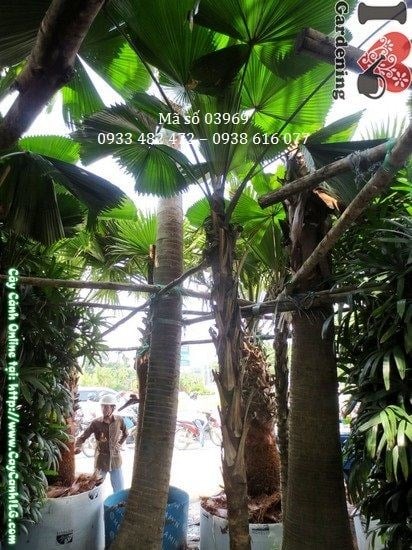Cây Kè Nhật cao 3m – tán lá xòe rộng đặc trưng của cọ nhiệt đới