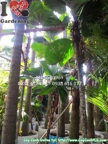 Cây Kè Nhật trong cảnh quan sân vườn – bóng mát và thẩm mỹ cao