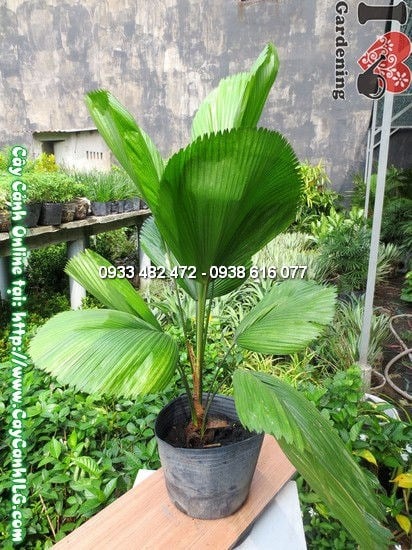 Cây Kè Nhật 80cm khỏe mạnh – ít sâu bệnh, dễ chăm sóc