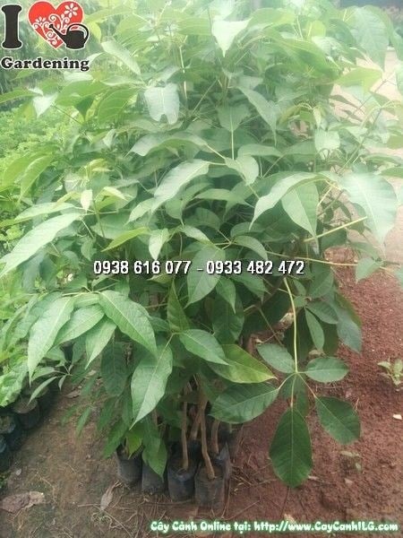Cây kèn hồng cao 1m5 – hoa hồng rực rỡ, điểm nhấn tuyệt vời cho khuôn viên