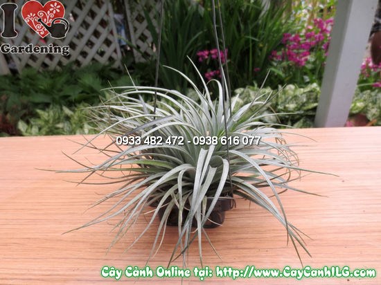 Cây không khí Ms 11974 – chăm sóc dễ dàng, trang trí đa dạng