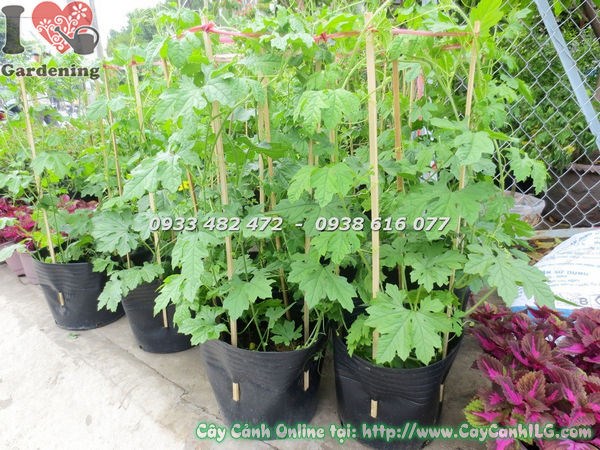 cây khổ qua cao 60cm Ms 18770 – cây giống sinh trưởng khỏe