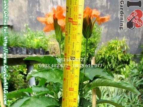 cây kim đồng cam ưa sáng trồng ngoài trời