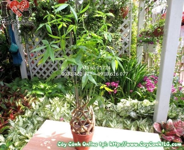 Cây kim ngân thắt bím đẹp cao 50cm tại vườn ILG
