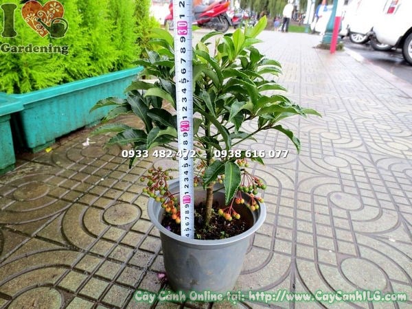 Cách chăm sóc cây kim ngân lượng 30cm – cắt tỉa tạo dáng