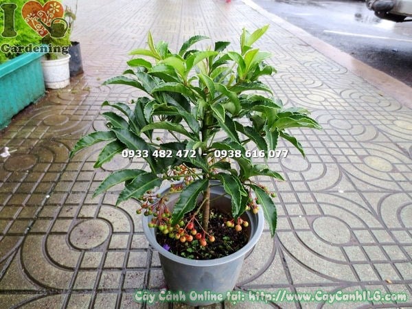 Ý nghĩa phong thủy cây kim ngân lượng – tài lộc may mắn